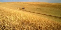 image: GM Crop Field Intruder Arrested