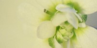 image: Memory Tools for Plants 