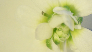 Memory Tools for Plants image: Memory Tools for Plants