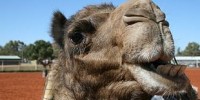 image: Camel Pharmacies? 