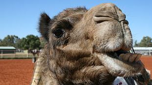 Camel Pharmacies? image: Camel Pharmacies?