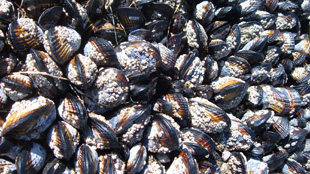 West Coast Marine Threat image: West Coast Marine Threat