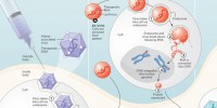 Delivering New Genes image: Delivering New Genes