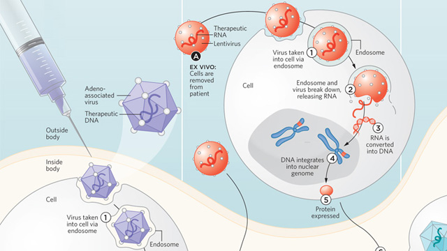 Delivering New Genes image: Delivering New Genes