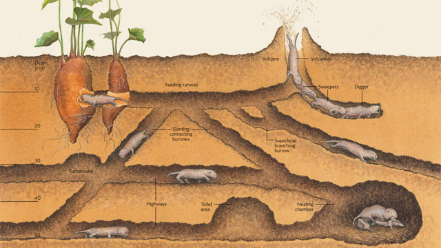 Digging the Underground Life image: Digging the Underground Life