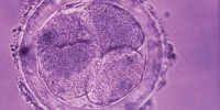 image: Growing Human Eggs