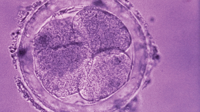 Growing Human Eggs image: Growing Human Eggs