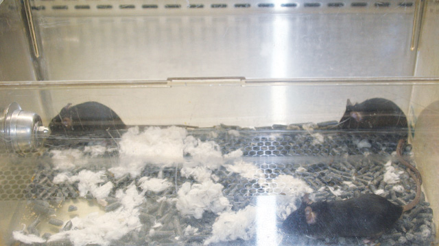 From Bones to Brains image: From Bones to Brains
