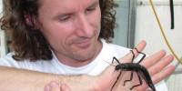 image: Finding Phasmids