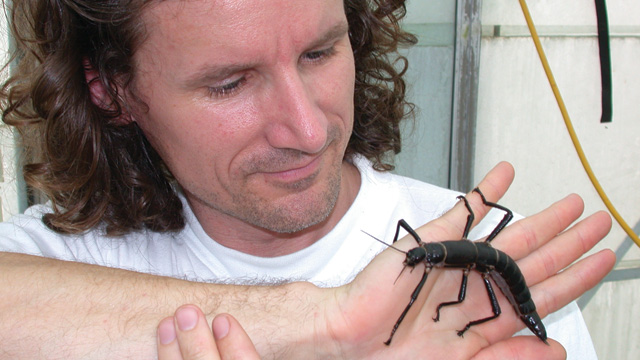 Finding Phasmids image: Finding Phasmids