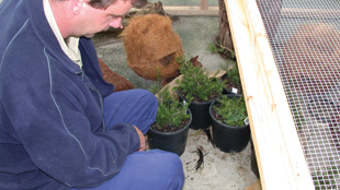 PHASMID HOUSE: Entomologist Patrick Honan in the phasmid enclosure he established at the Melbourne Zoo