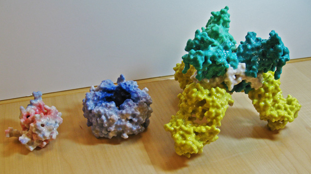 Three molecular models from Scripps Tangible Model Service