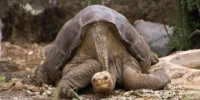 image: Lonesome George Dies Alone