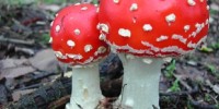 image: The Fungus Among Us
