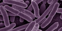 image: Microbial Menagerie 