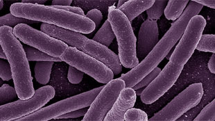 Microbial Menagerie image: Microbial Menagerie