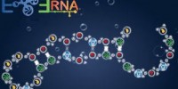 image: Toying with RNA