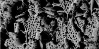 image: Genome Digest