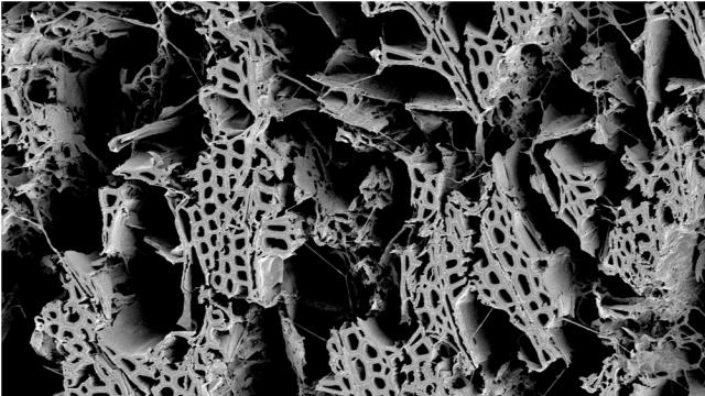 Genome Digest image: Genome Digest