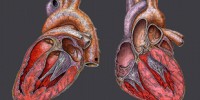 image: Link to Second Heart Attack Uncovered