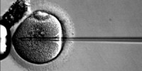 image: Manipulating Eggs to Avoid Disease