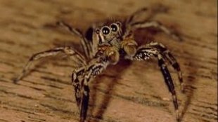 The Evarcha culicivora jumping spider.