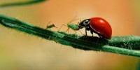 image: GM Crops Offer Natural Pest Control