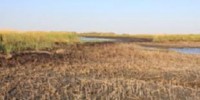 image: Mixed Report for Oiled Salt Marshes