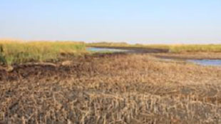 Mixed Report for Oiled Salt Marshes image: Mixed Report for Oiled Salt Marshes