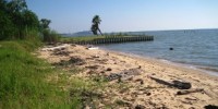 image: Oil Spill Changes Microbe Communities