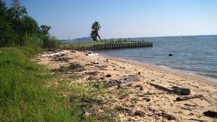 Oil Spill Changes Microbe Communities image: Oil Spill Changes Microbe Communities