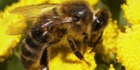 image: Honey Bee Killer