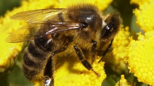 Honey Bee Killer image: Honey Bee Killer