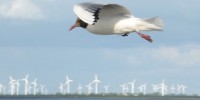 image: Ornithologists Want Windmill Research