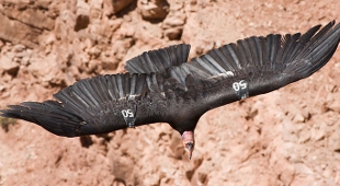 Saving the Vulture image: Saving the Vulture