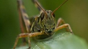 The Ecology of Fear image: The Ecology of Fear