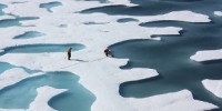 image: A Greener Arctic