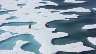 A Greener Arctic image: A Greener Arctic