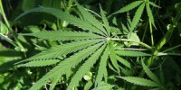 image: Cannabis Catch-All?
