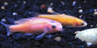 image: Autistic Fish?