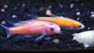 Autistic Fish? image: Autistic Fish?