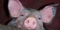 image: Watch the Pigs