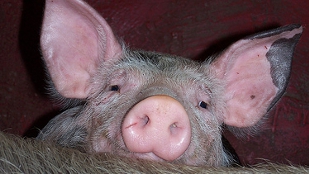 Watch the Pigs image: Watch the Pigs