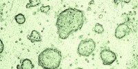 image: Stem Cell Trickery
