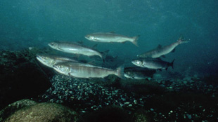 Genetic Shift in Salmon image: Genetic Shift in Salmon