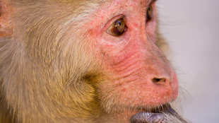 Decoding Monkey Thoughts image: Decoding Monkey Thoughts