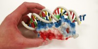 Models of the helix-turn-helix (HTH) motif binding a DNA moleculeAdam Gardner