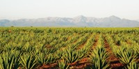 PLANTS FOR ARID LANDS: Agave species are native to hot, dry regions and employ a type of photosynthesis called Crassulacean acid metabolism, during which less water is transpired.6 times greater water-use efficiency of Agave plants, compared to C3 species, such as wheat.Jeffrey Cameron, postdoc at UC Berkeley