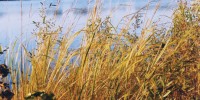 PLANTS RESISTANT TO SALT: Prairie cordgrass is a flood-tolerant species that can also withstand high levels of salt, meaning it can be grown in salinized soils not suitable for crop productions.5–11 percent  share of global primary energy  that could be produced by salt-tolerant trees grown on nearly a billion hectares of saline land.Stephen Long, University of Illinois
