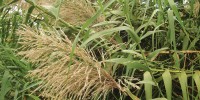 MORE EFFICIENT PLANTS: Perennial grasses, such as Miscanthus, mobilize mineral nutrients and carbohydrates from the stem and leaves to rhizomes at the end of the growing season, and thus require less fertilizer and grow more rapidly in the spring, resulting in a high biomass yield.60 percent  Increase in biomass yield from unfertilized Miscanthus in central Illinois, compared to well-fertilized maize.Stephen Long, University of Illinois